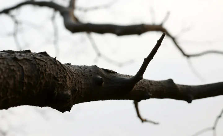 A Coding Agent on a Branch vs on Main: The Habit That Makes a Bad Edit Recoverable